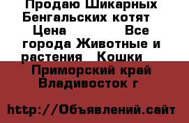 Продаю Шикарных Бенгальских котят › Цена ­ 17 000 - Все города Животные и растения » Кошки   . Приморский край,Владивосток г.